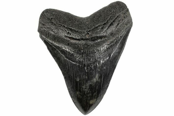 Fossil Megalodon Tooth - South Carolina #201541